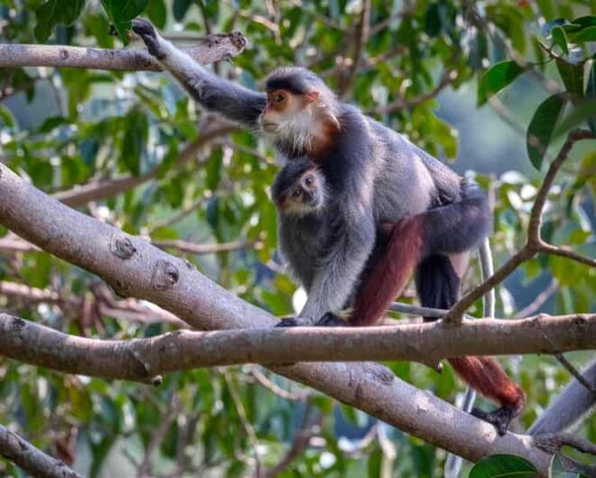 Safari - Finding the Most Endangered Monkey in the World - Customer Reviews