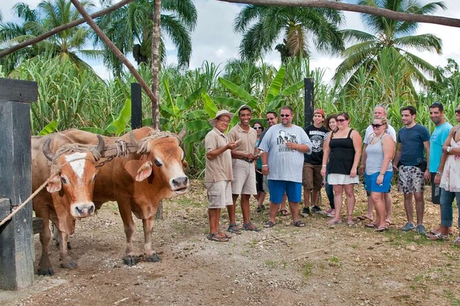 Safari Full Day Outdoor Adventure in Punta Cana - Safari Adventure Highlights