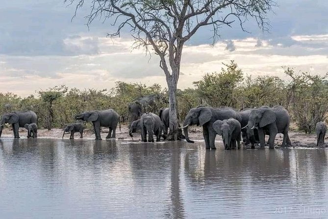 Safari Game Drive in Zambezi National Park - Location and Operator Details