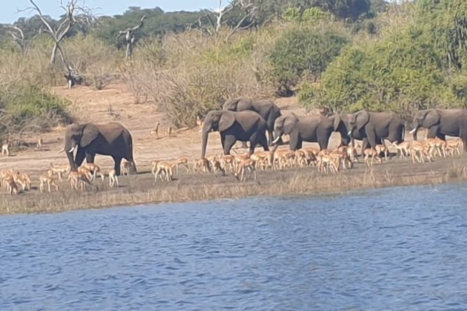 Safari Game Drive in Zambezi National Park - Booking and Cancellation Policy