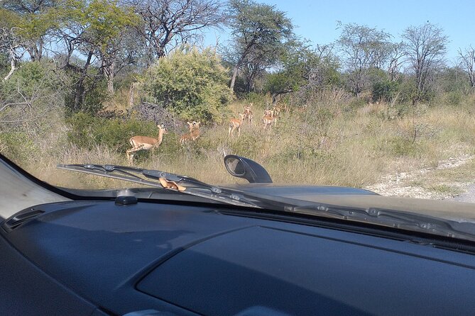 Safari Game Drive in Zambezi National Park - What to Expect