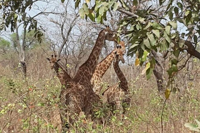 Safari Game Park - Transportation and Lunch Details