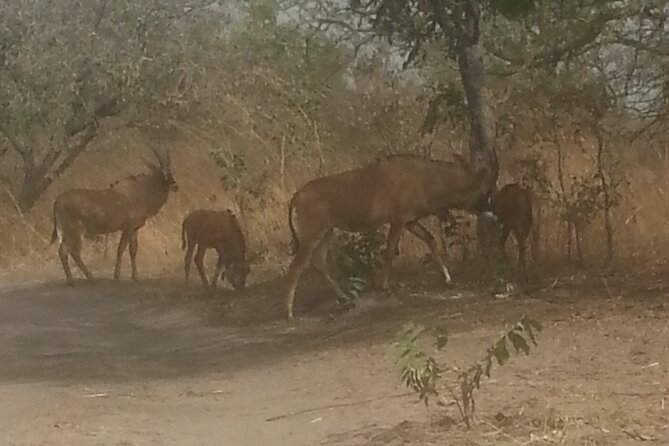 Safari Game Park - Pickup Points and Start Time