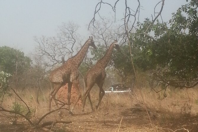Safari Game Park - Booking Confirmation and Accessibility