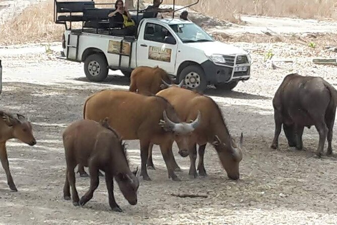 Safari Game Park - Pricing and Reservation Information