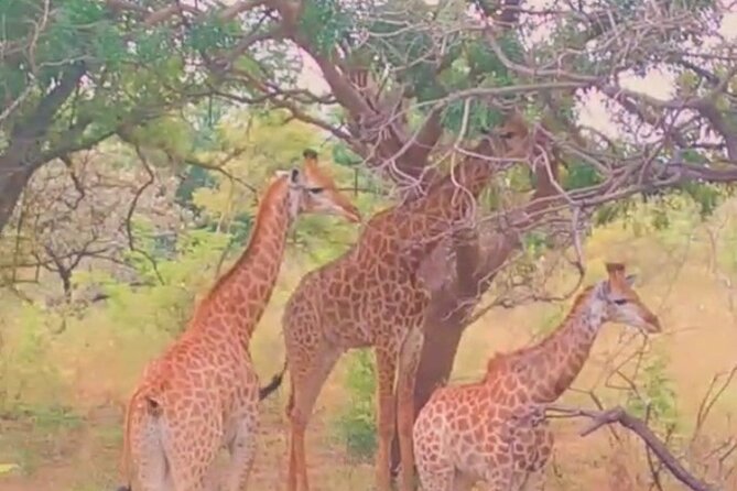 Safari Game Park - Cancellation Policy and Refunds