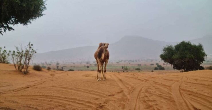 Safari in Jeep in the Desert With Lunch - Excursion Details
