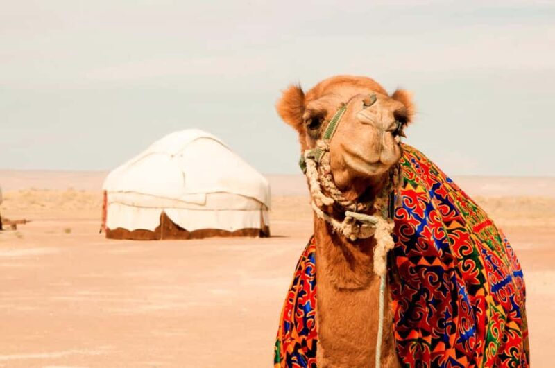 Safari in Kyzylkoum and Lake Aydar (2 days): yurt camping and more! - In-Depth Experience Breakdown  