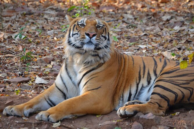 Safari in Pench National Park - Good To Know