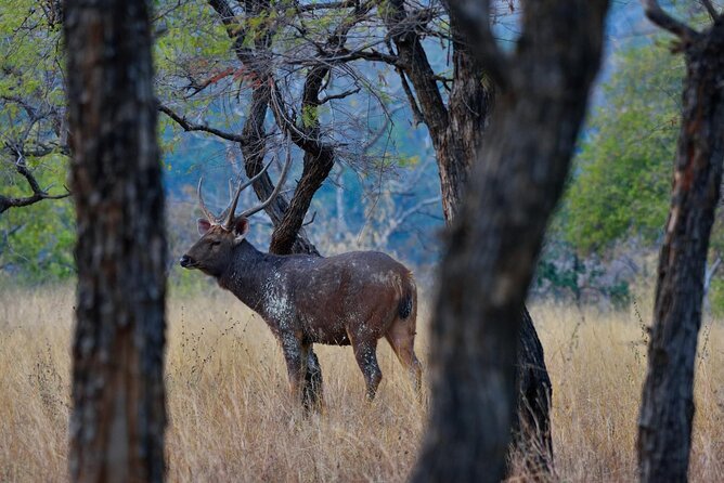 Safari in Pench National Park - Booking and Refund Policy