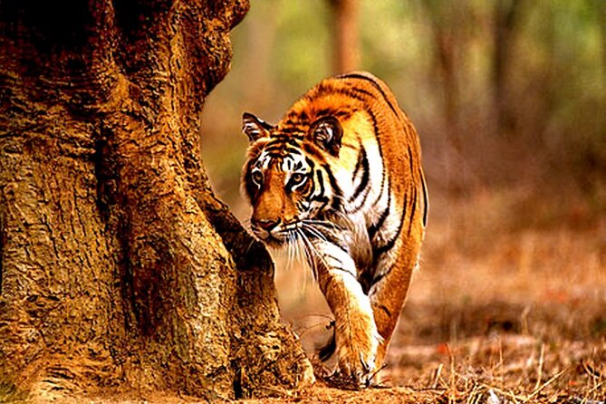 Safari in Tadoba National Park: Wilderness Roar From Nagpur - Good To Know