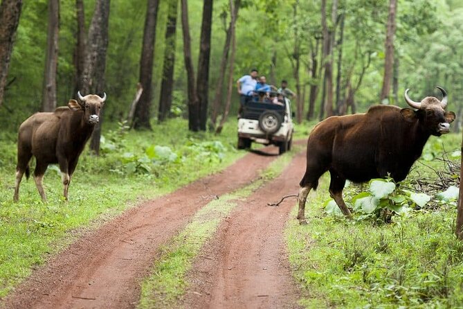 Safari in Tadoba National Park: Wilderness Roar From Nagpur - Flora and Fauna Exploration