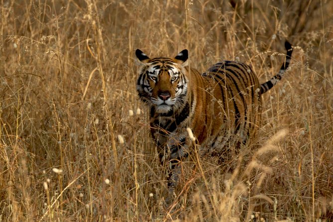 Safari in Tadoba National Park: Wilderness Roar From Nagpur - Meeting Points and Pickup Information