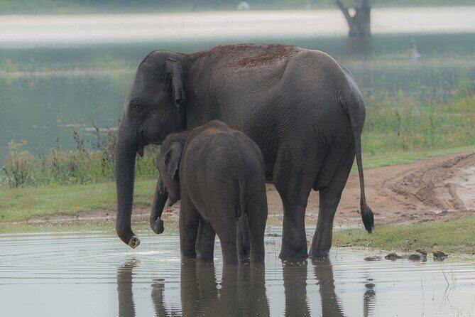 Safari Jeep Tour In Udawalawa Park Sri Lanka - Good To Know