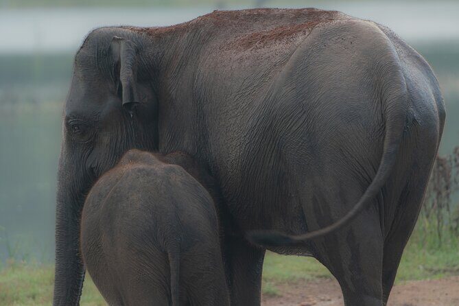 Safari Jeep Tour In Udawalawa Park Sri Lanka - A Deep Dive into the Safari Jeep Tour Experience