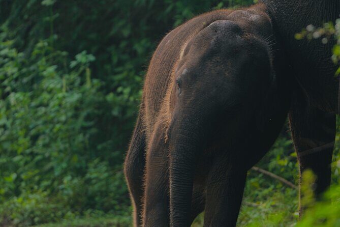 Safari Jeep Tour In Udawalawa Park Sri Lanka - Authentic Experiences and Real-World Insights