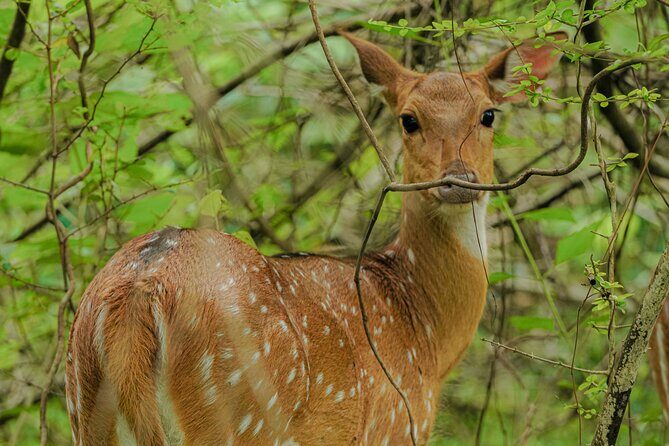 Safari Jeep Tour In Udawalawa Park Sri Lanka - The Sum Up