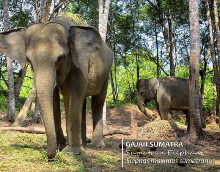 Safari Lagoi & Eco Farm Bintan - Location and Overview