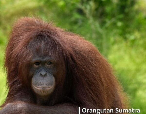 Safari Lagoi & Eco Farm Bintan - The Sum Up
