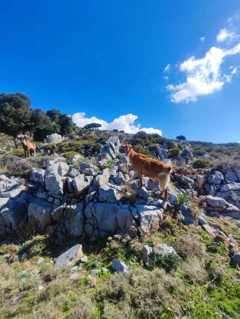 Safari: Lasithi Plateau, ZEUS Cave,Olive Oil Tasting - Tour Details