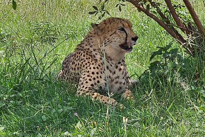 Safari & Lesedi Cultural Village Adventure in Johannesburg - Adventure Highlights