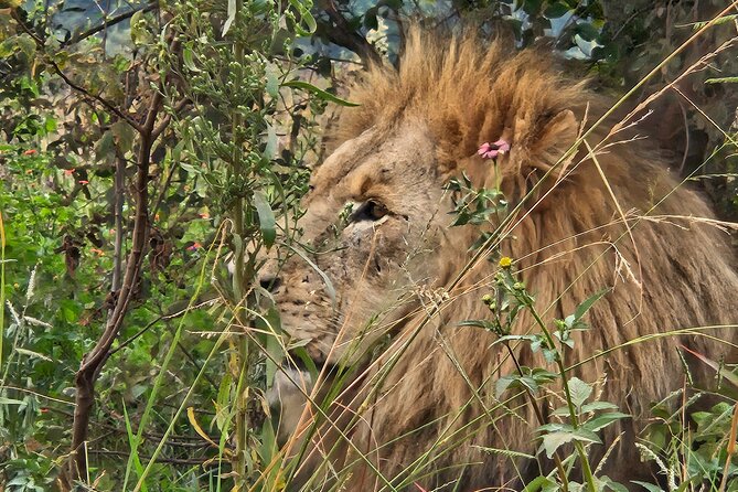 Safari & Lesedi Cultural Village Adventure in Johannesburg - Cultural Immersion
