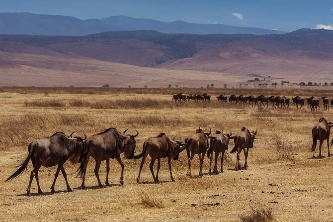 Safari & Mount Kilimanjaro Day Hike - Itinerary Details