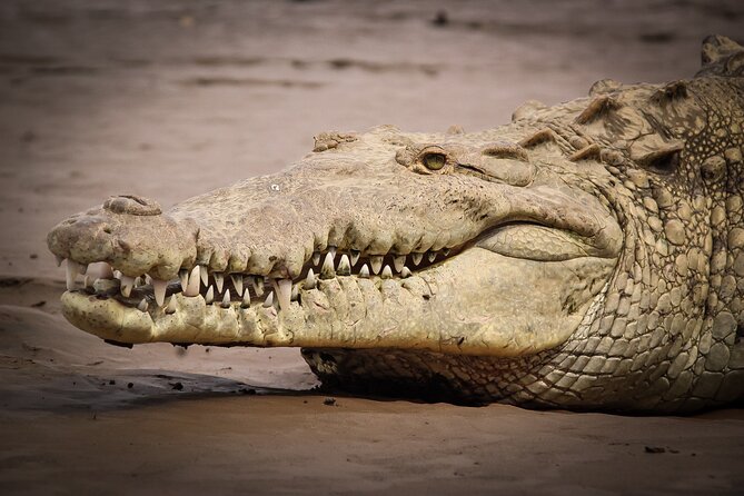 Safari One Day Tour With Butterflies Monkeys Crocodiles Birds - Tour Overview