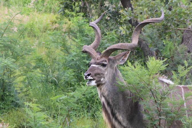Safari Pilanesberg Nature Reserve & Monkey Sanctuary - Tour Highlights