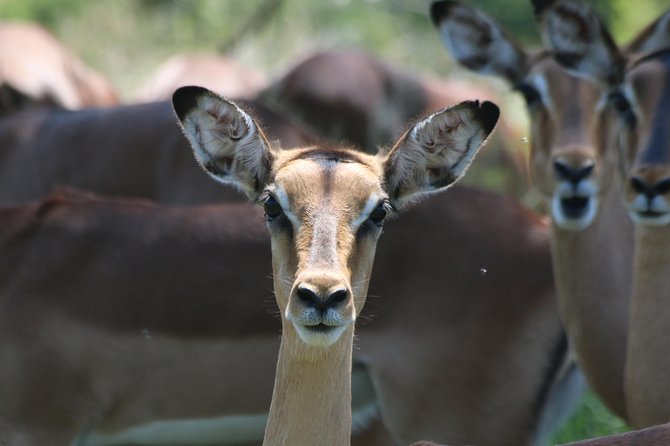 Safari Pilanesberg Nature Reserve & Monkey Sanctuary - Wildlife Encounters
