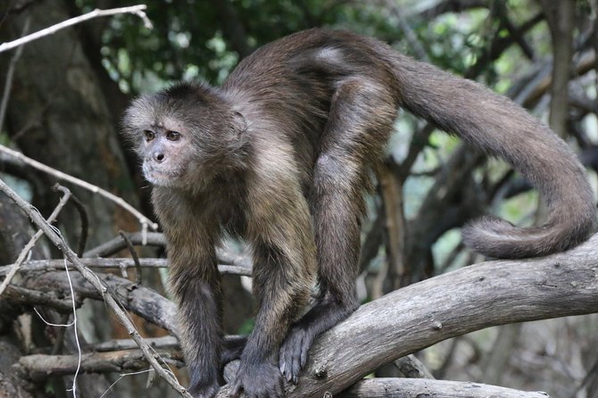 Safari Pilanesberg Nature Reserve & Monkey Sanctuary - Traveler Reviews and Ratings