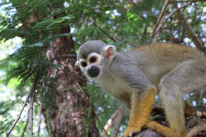 Safari Pilanesberg Nature Reserve & Monkey Sanctuary - Additional Information and Assistance