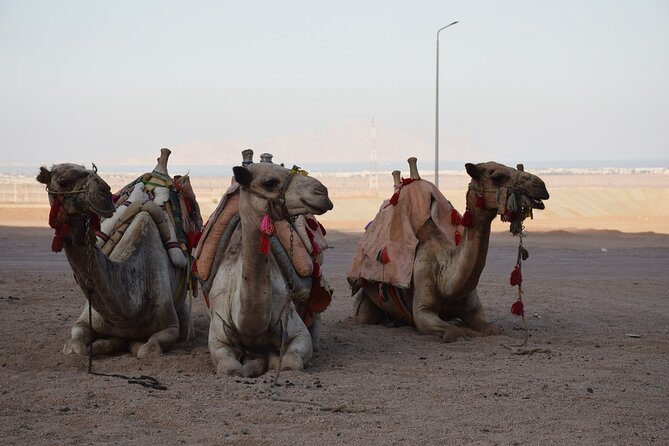 Safari Quads With Camel Ride & Star Gazing in Sharm El Sheikh - The Sum Up