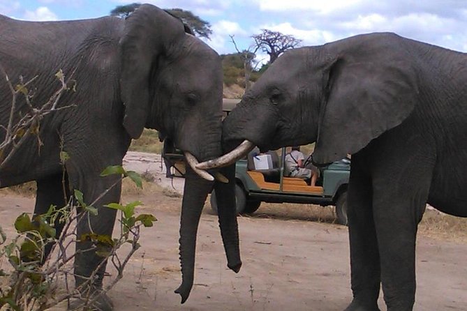 Safari Rhinoceros - Expert Guides