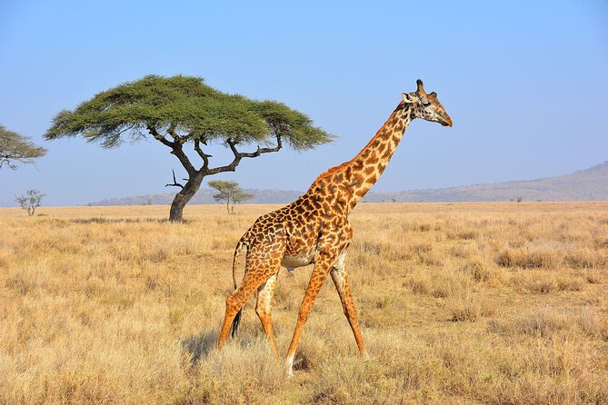 Safari Rhinoceros - Booking Information