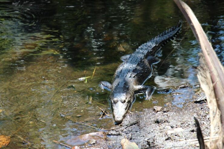 SAFARI THROUGH THE MANGROVES IN VENTANILLA OAXACA - Good To Know