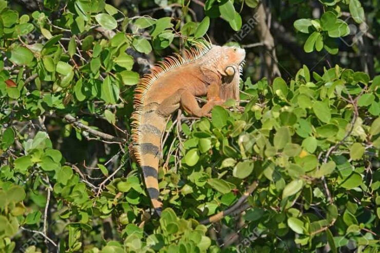 SAFARI THROUGH THE MANGROVES IN VENTANILLA OAXACA - Itinerary Details