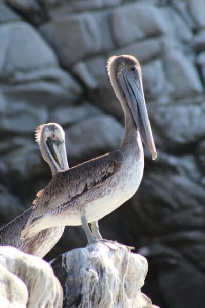 SAFARI THROUGH THE MANGROVES IN VENTANILLA OAXACA - Frequently Asked Questions