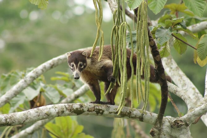 Safari Tour Along the Peñas Blancas River - Cancellation Policy Details