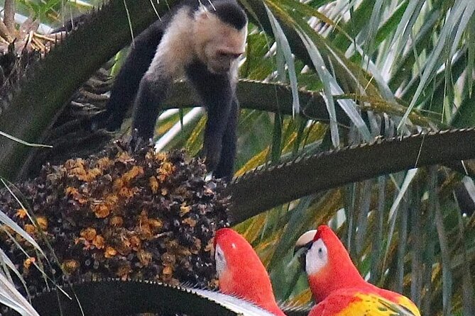 Safari Tour Along the Peñas Blancas River - Frequently Asked Questions