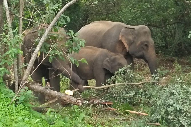 Safari Tour at Minneriya National Park - Inclusions and Value