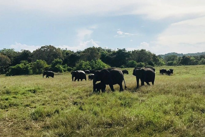 Safari Tour at Minneriya National Park - Traveler Photos