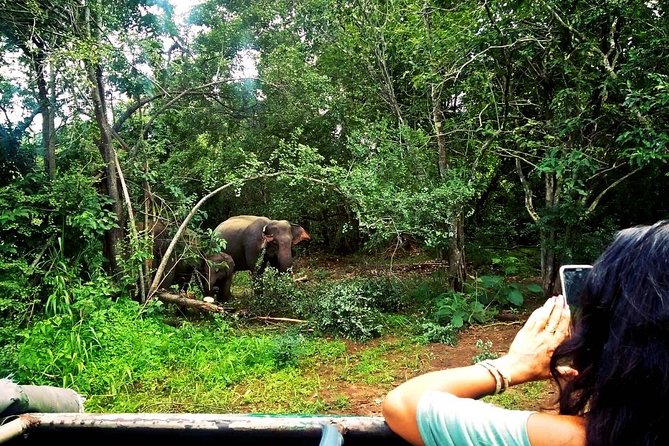 Safari Tour at Minneriya National Park - Directions