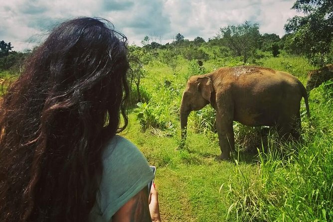 Safari Tour at Minneriya National Park - Common Questions