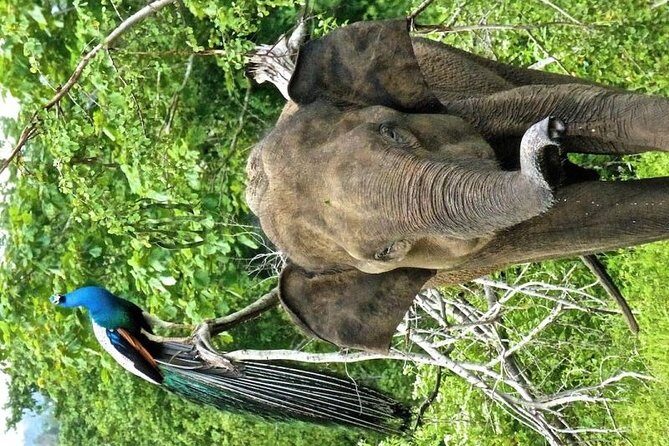 Safari Tour in Udawalawa National Park - Good To Know