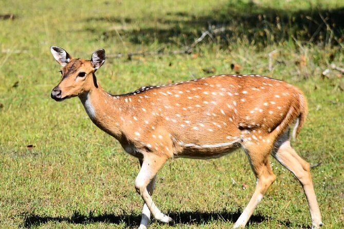 Safari Tour in Udawalawa National Park - What We Love About This Tour