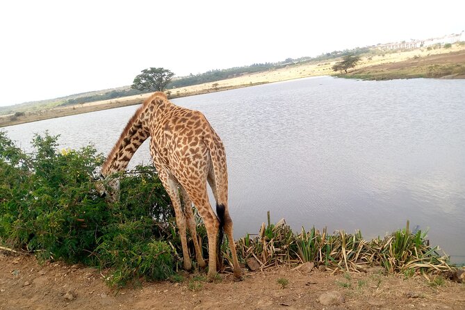 Safari Tour : Nairobi National Park - Customer Reviews and Feedback
