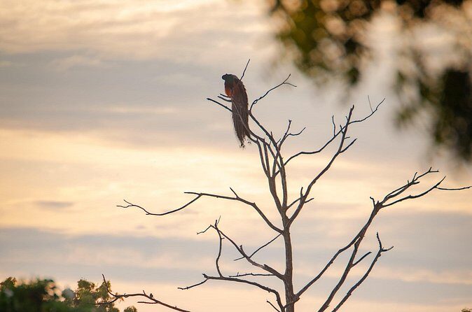 Safari tours in Udawalawa - Discovering Udawalawe: A Closer Look at the Safari Experience