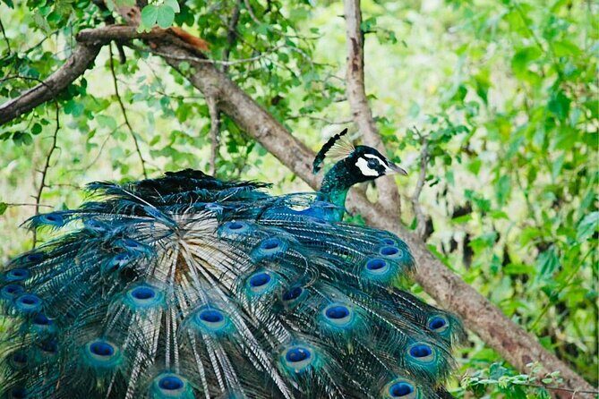 Safari tours in Udawalawa - The Guide Experience: Why It Matters