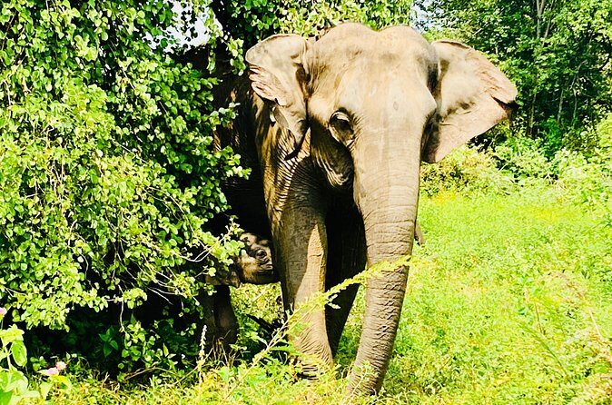 Safari tours in Udawalawa - Final Thoughts: Is This Safari Right for You?